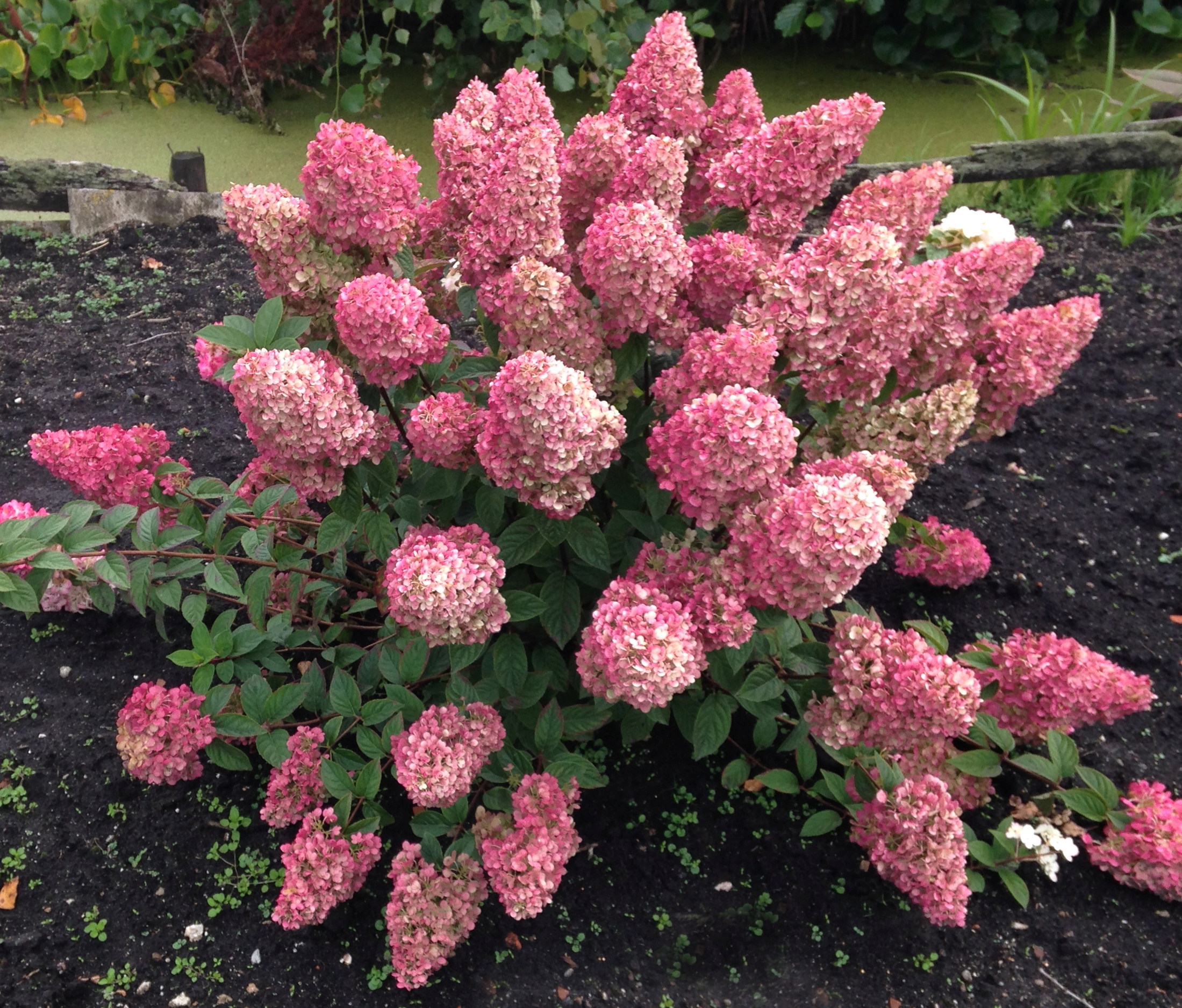 Hydrangea paniculata "Sundae Fraise"